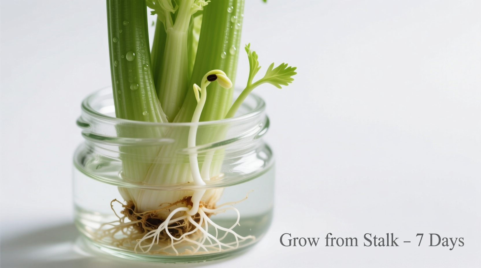 Regrow Celery from Stalk: What Actually Works