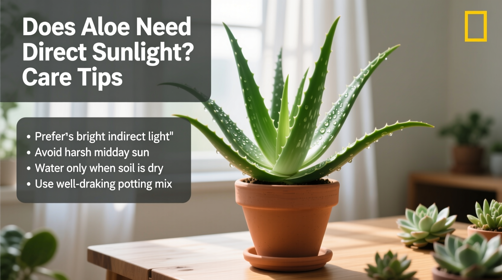 does aloe need direct sunlight