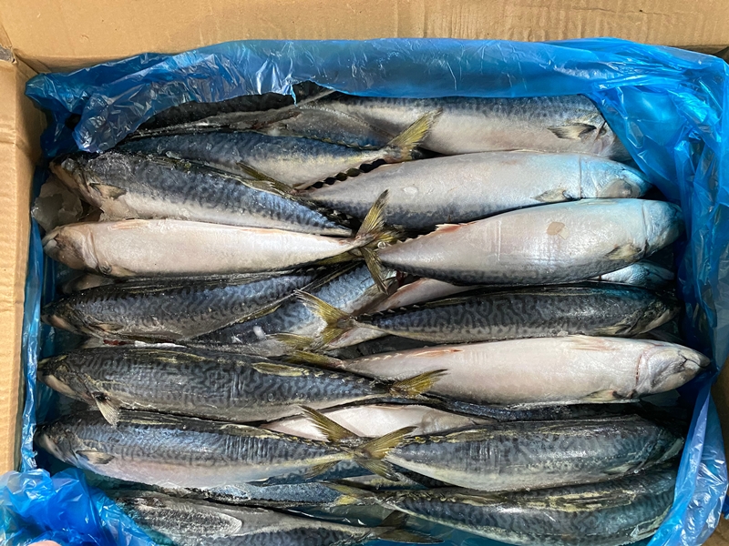 价格便宜的新鲜海鲜散装冷冻太平洋鲭鱼鱼200-300克300-500克批发