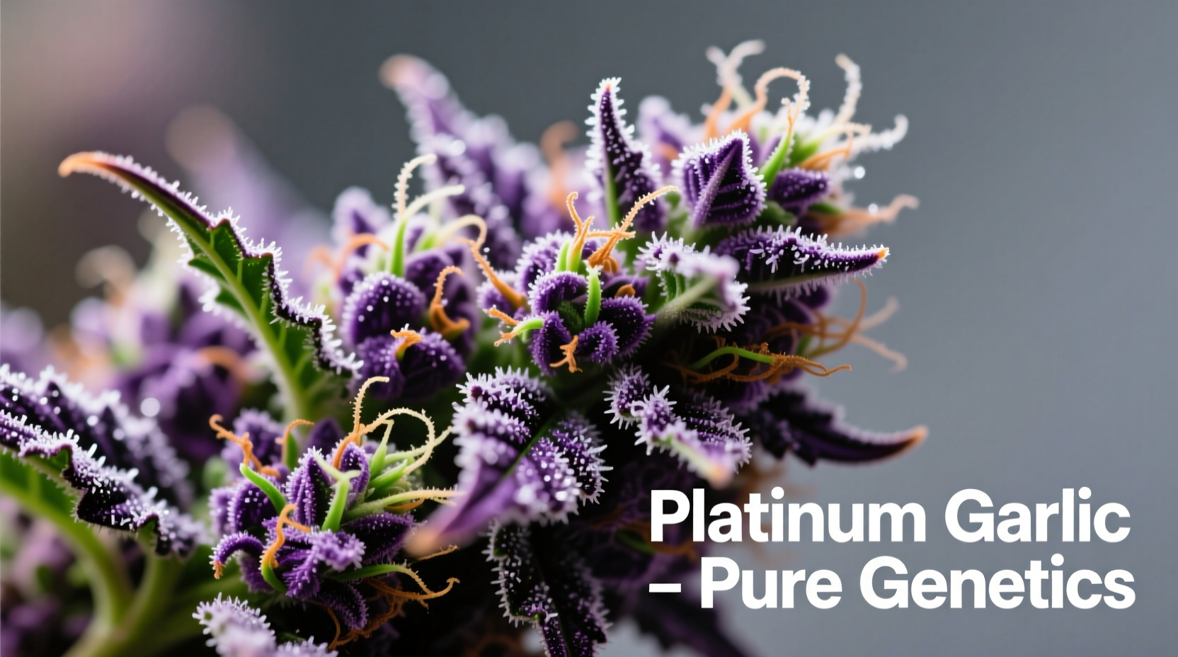 Platinum Garlic strain buds showing frosty trichomes and purple hues