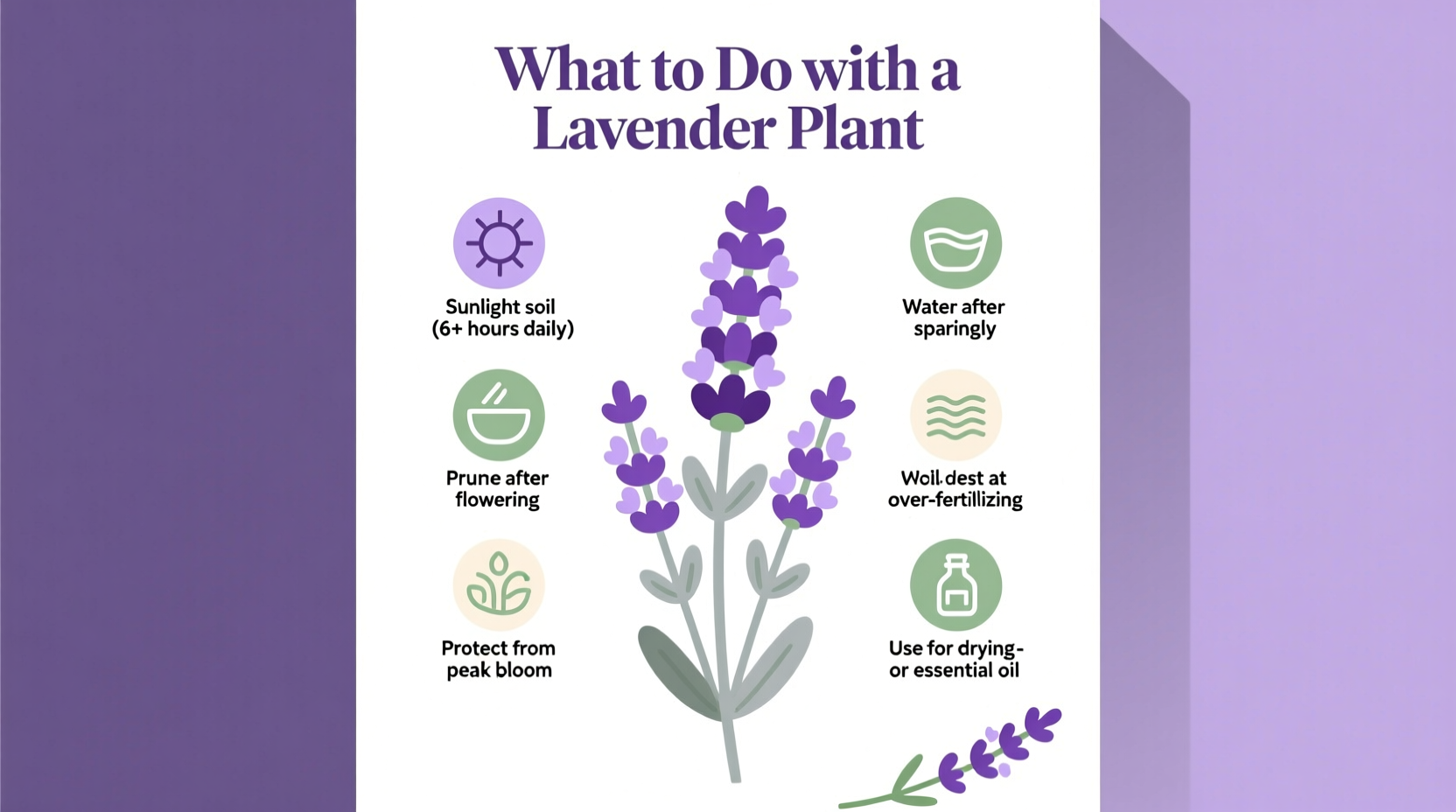 What to Do with a Lavender Plant: Complete Care Guide