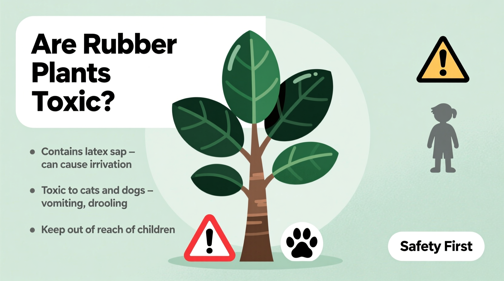 are rubber plants toxic