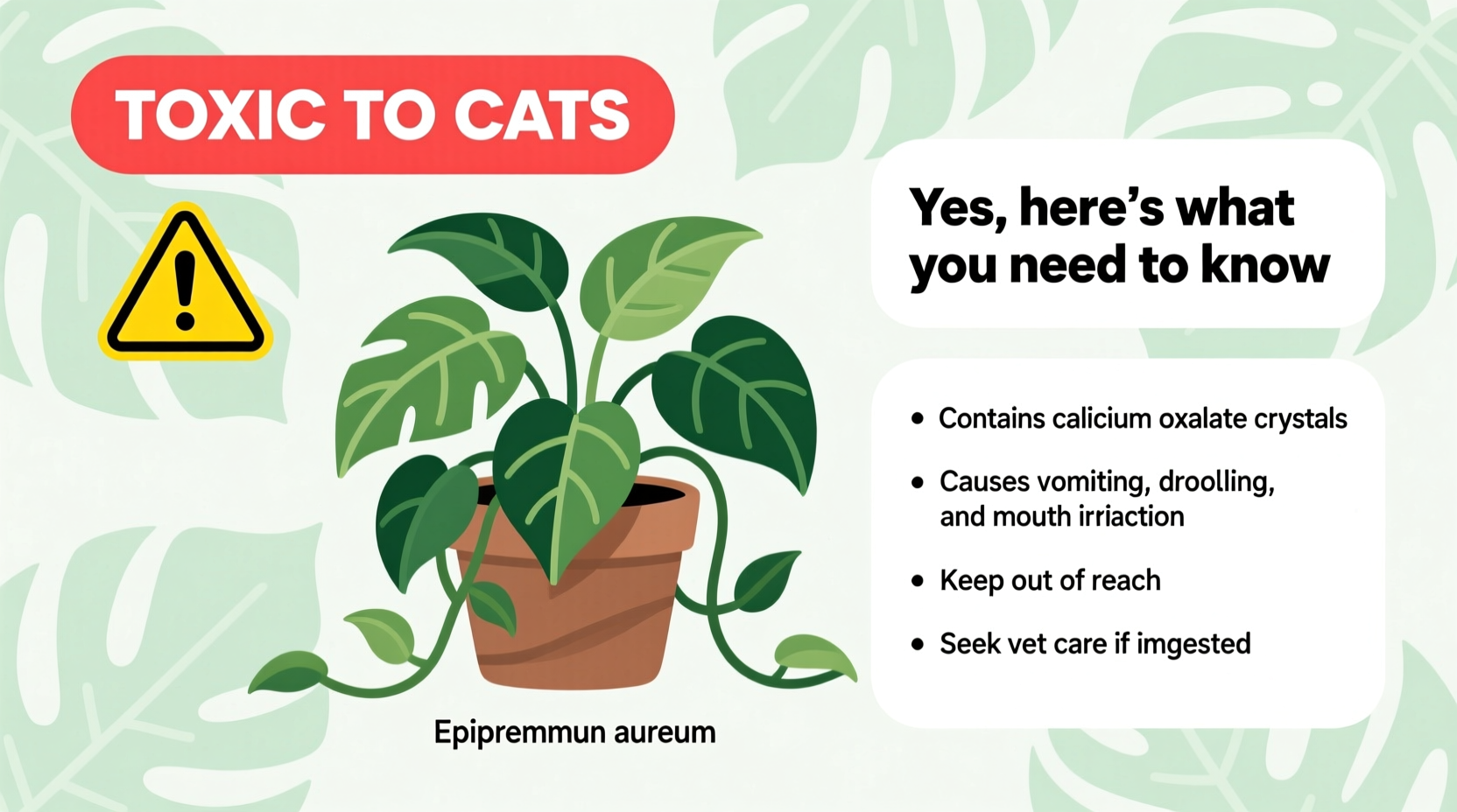 are epipremnum toxic to cats