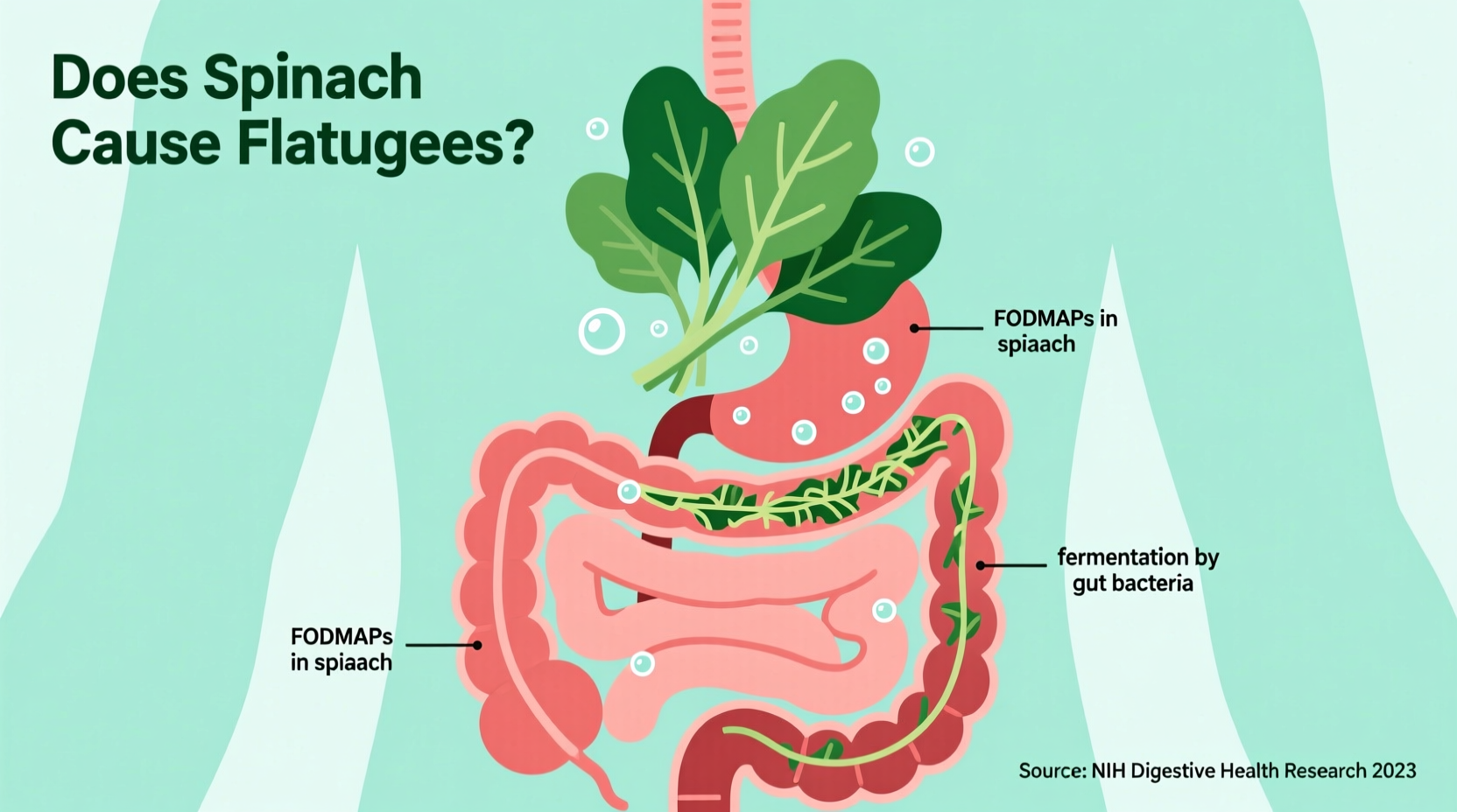 Spinach and Gas: Does Spinach Cause Flatulence?