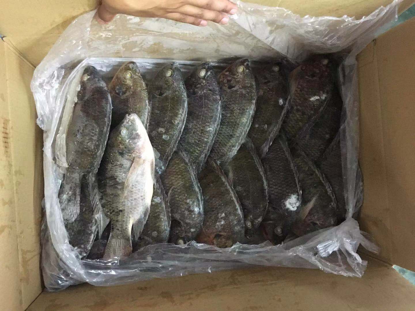 新赛季全轮冷冻黑罗非鱼