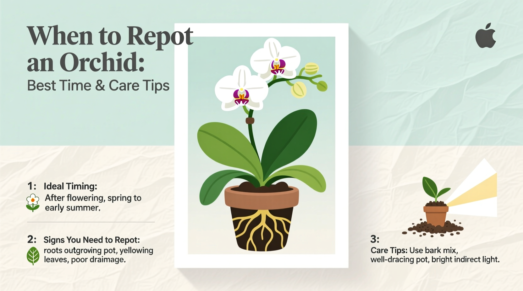 When to Repot an Orchid: Best Time & Care Tips