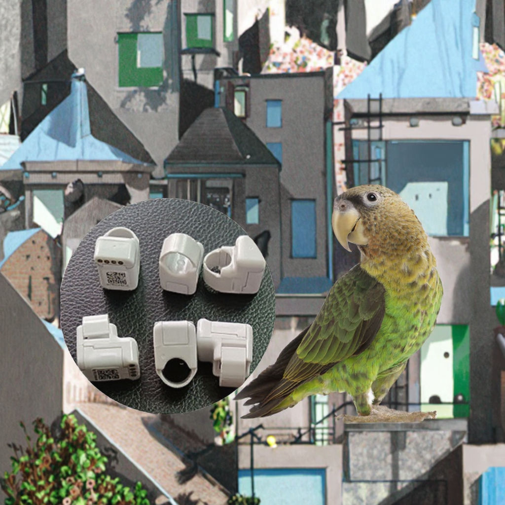 States with the Cardinal as State Bird