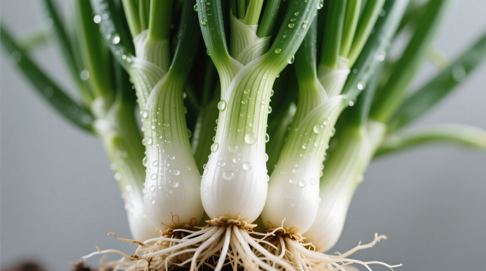 Close-up of fresh green onion bulbs showing white base