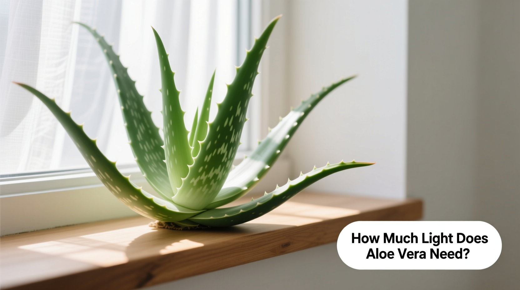 how much light does aloe vera need