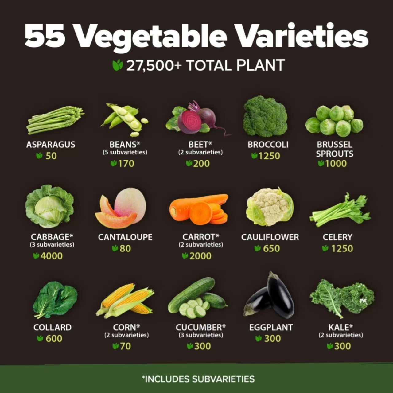 What Type of Bird Is Roadrunner?