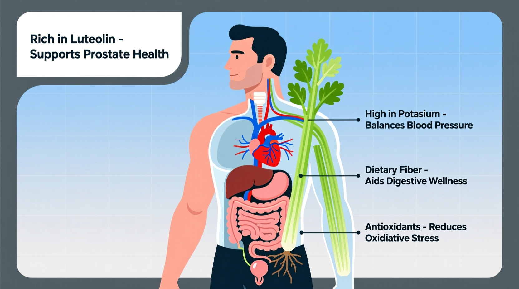 Celery Benefits for Men: Science-Backed Health Advantages