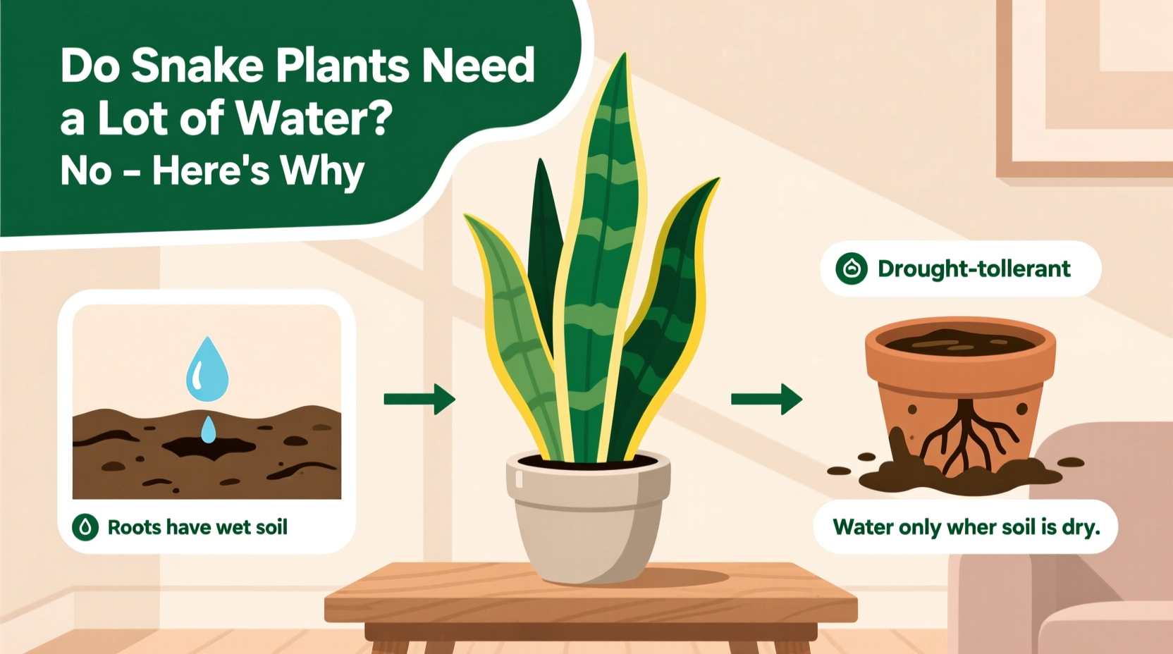 do snake plants need a lot of water