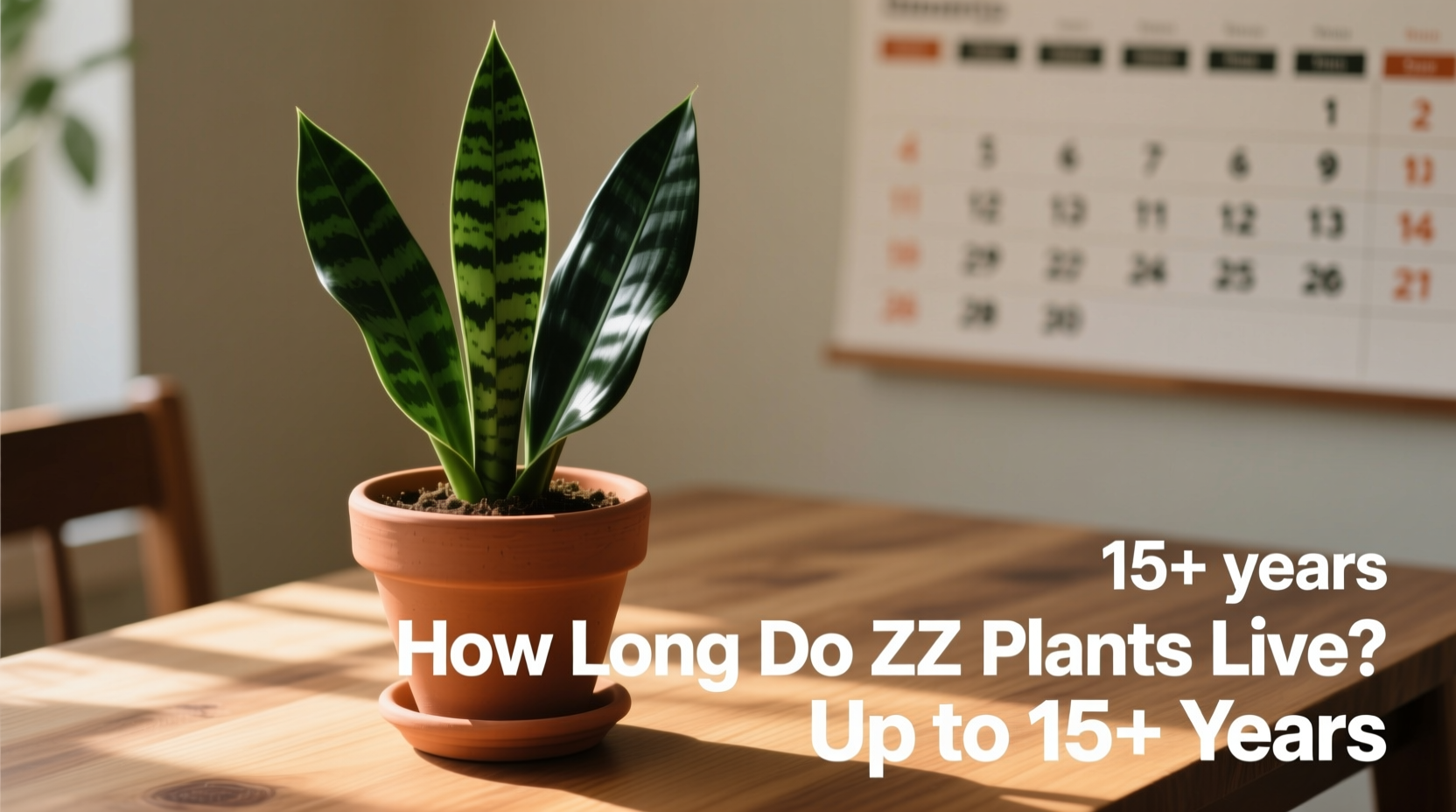 How Long Do ZZ Plants Live? Up to 15+ Years