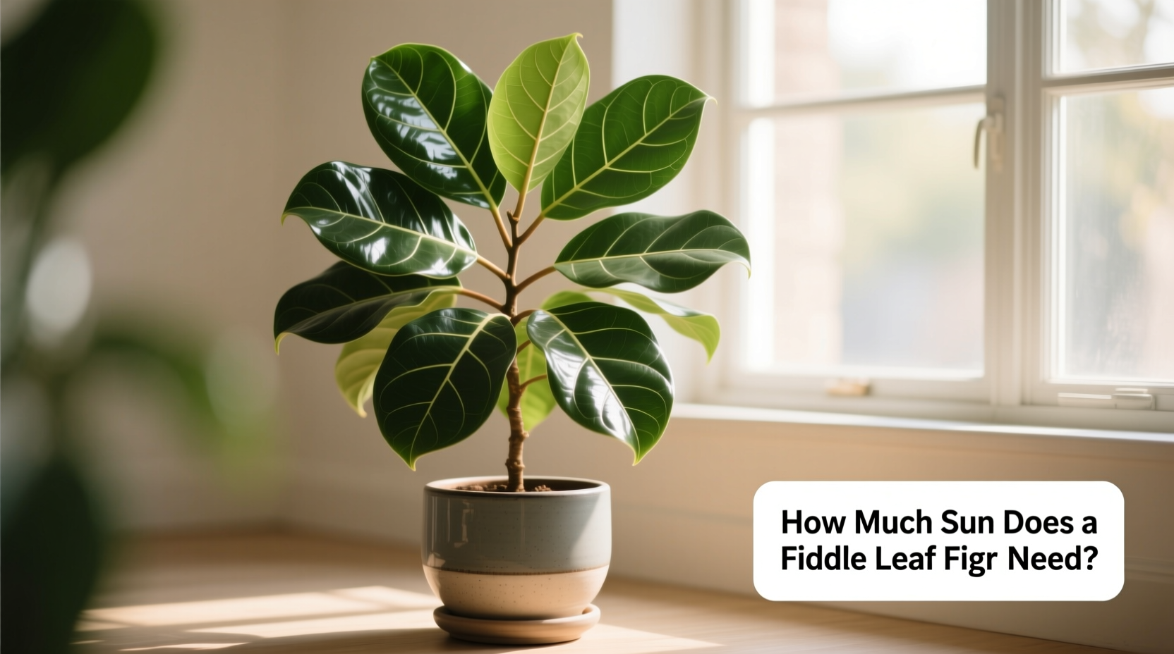 how much sun does a fiddle leaf fig need