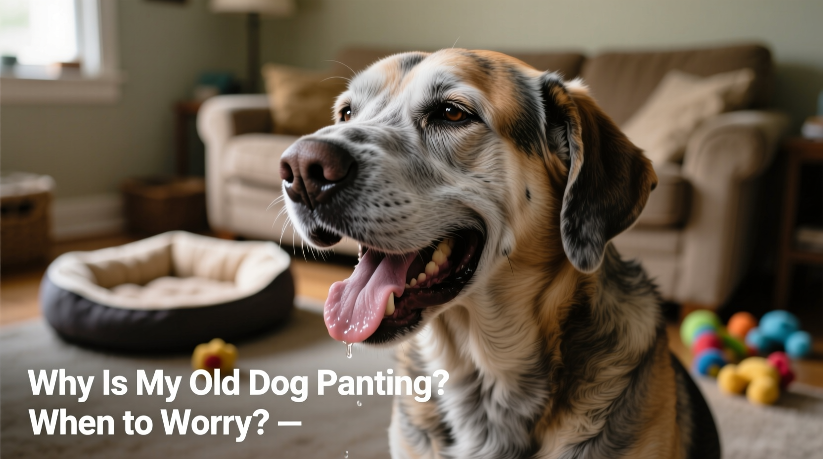 why is my old dog panting reasons when to worry