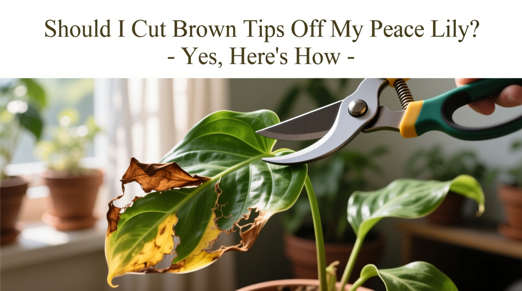 Should I Cut Brown Tips Off My Peace Lily? Yes, Here's How
