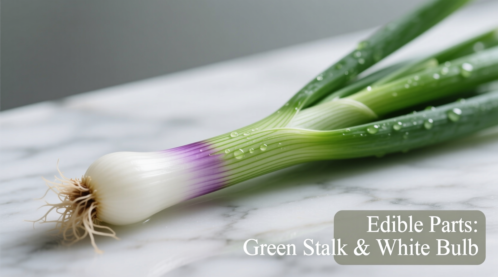 what part of the green onion do you eat