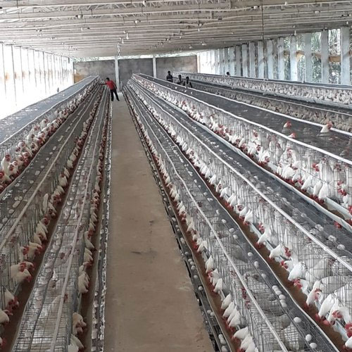 Hot selling quality galvanized steel wire A shape chicken layer cage for poultry farm