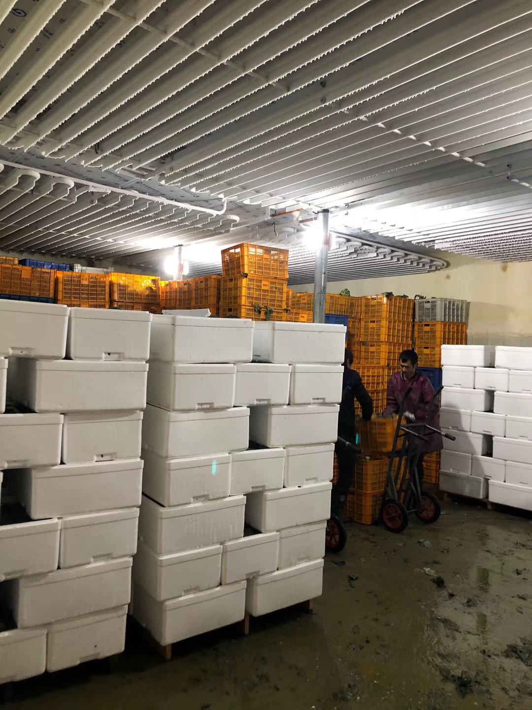 鼓风冷冻冷藏库走在冰柜鸡牛肉鱼海鲜 - buy blast freezer cold room