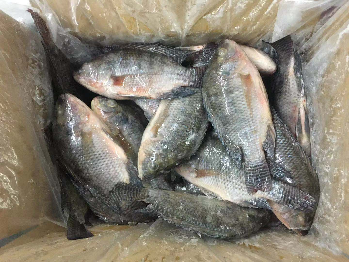 新赛季全轮冷冻黑罗非鱼