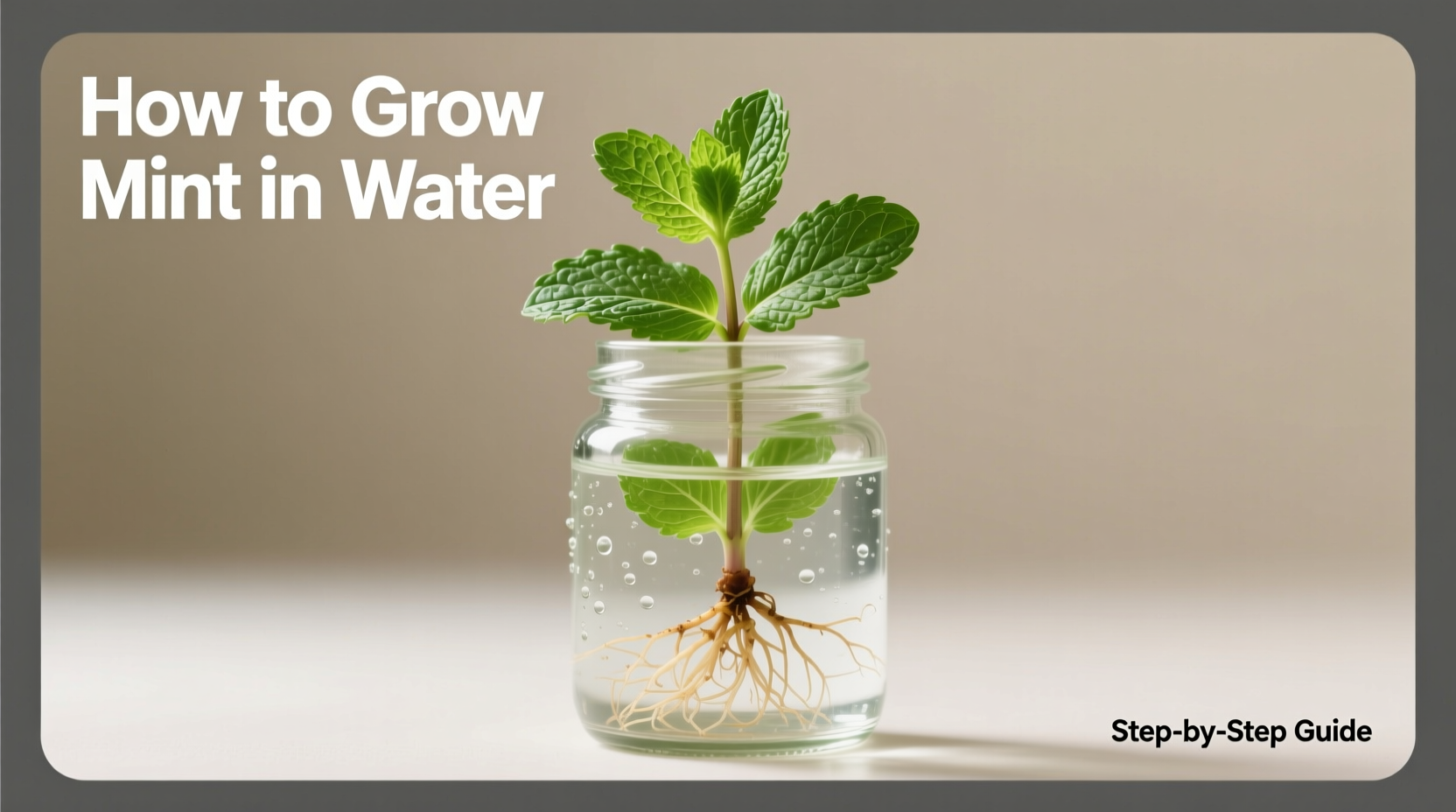how to grow mint in water