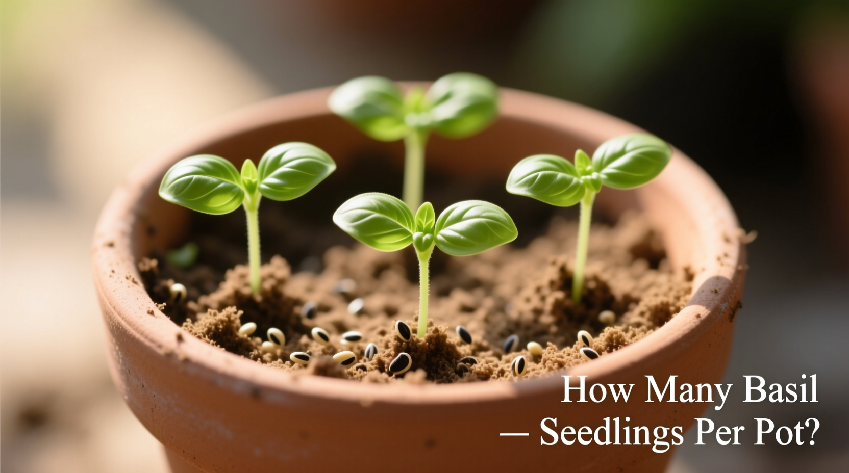 How Many Basil Seedlings Per Pot?