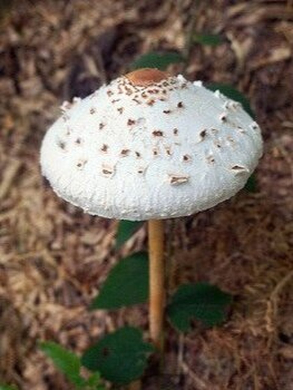 Shaggy Parasol