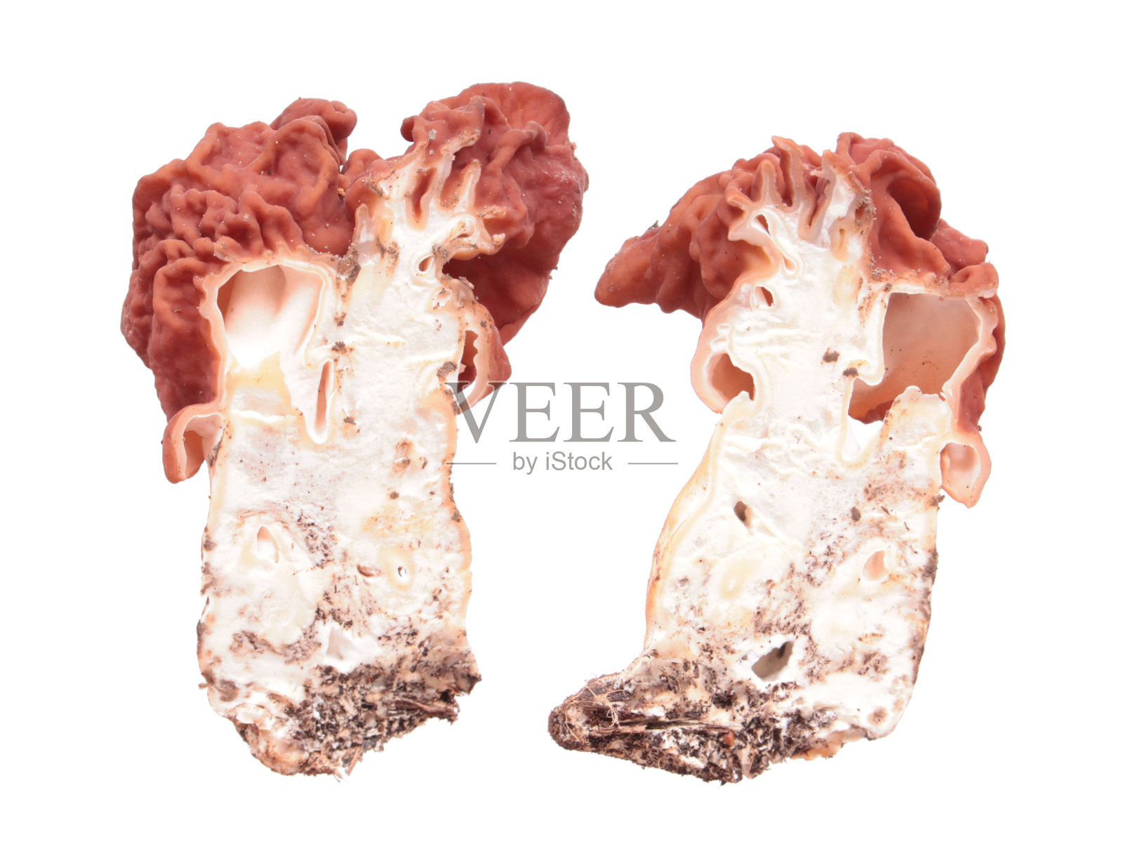 Turreted False Morel