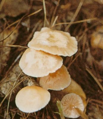Rosy Bonnet