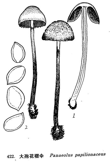 Petty Cap