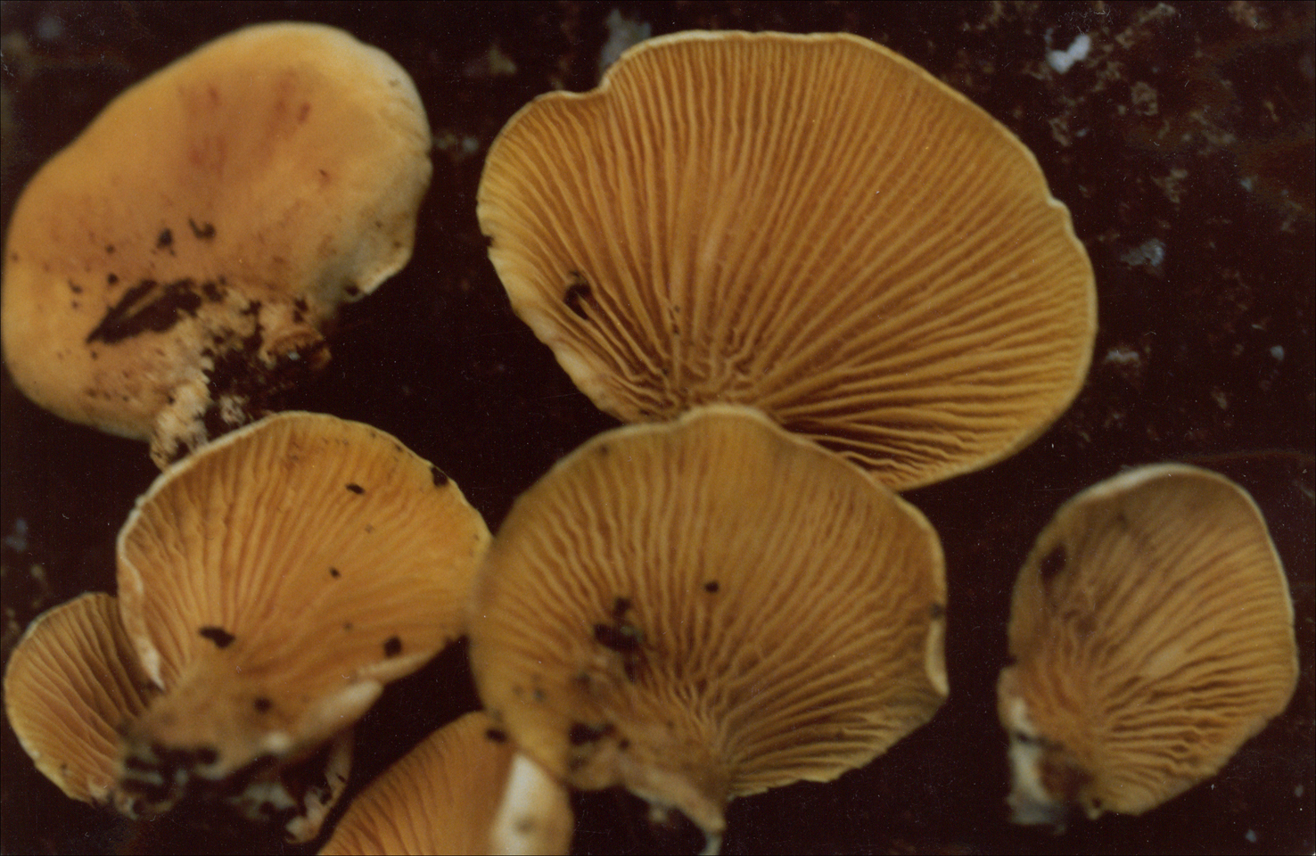 Late Fibrecap