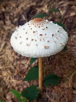 False Parasol