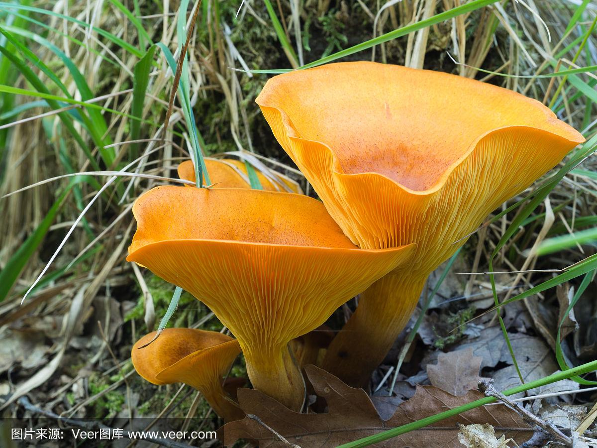 Jack-o'-lantern Mushroom