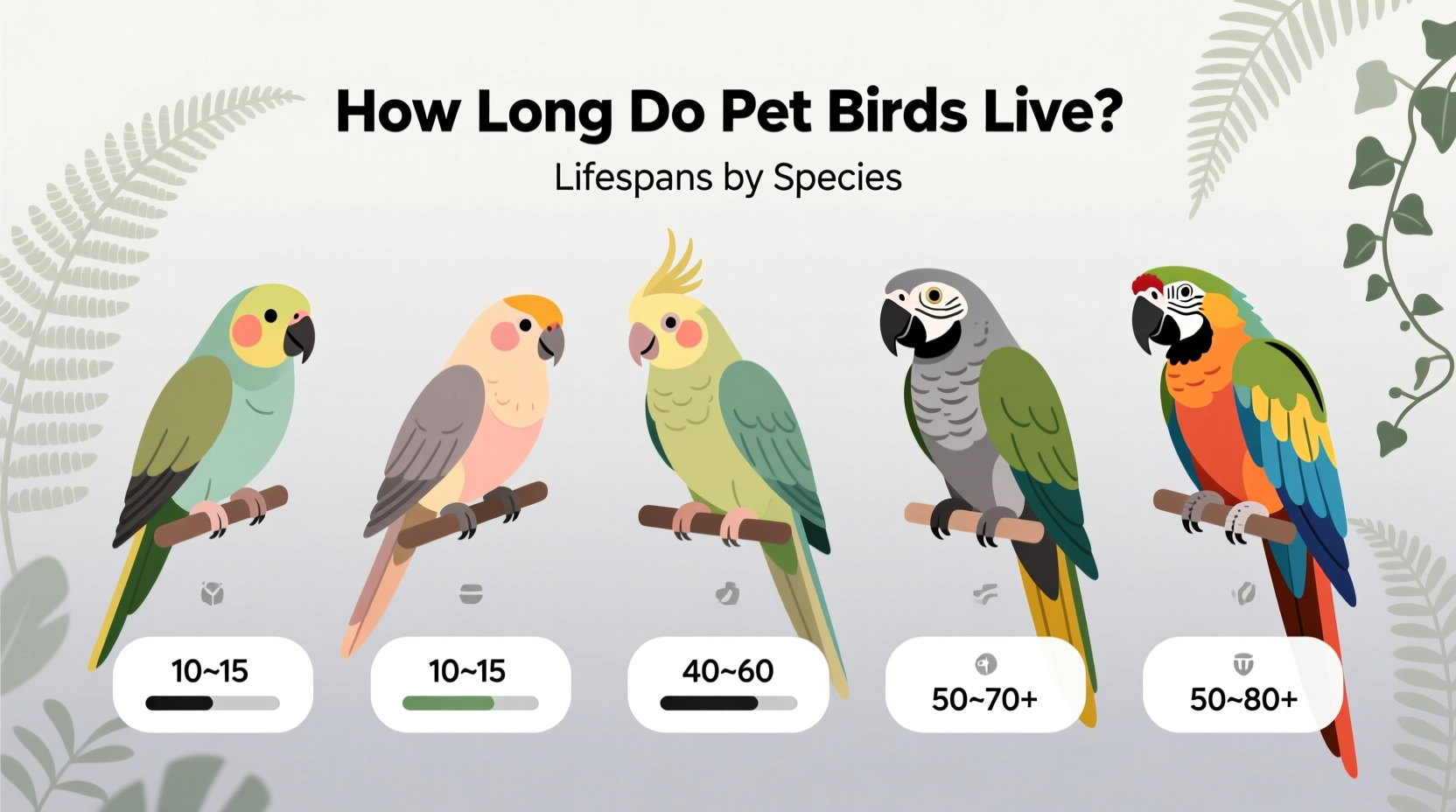 how long do pet birds live