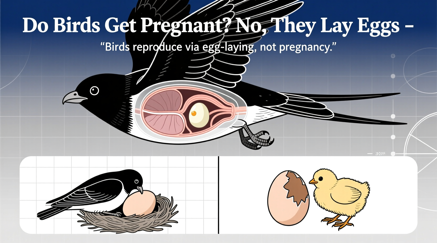 do birds get pregnant