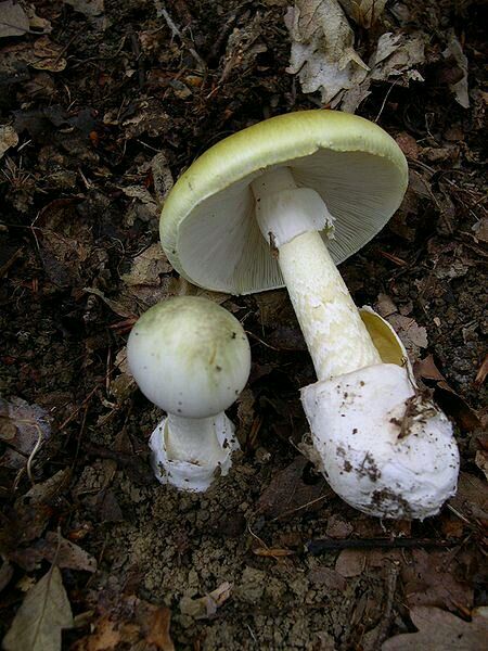 Death Cap