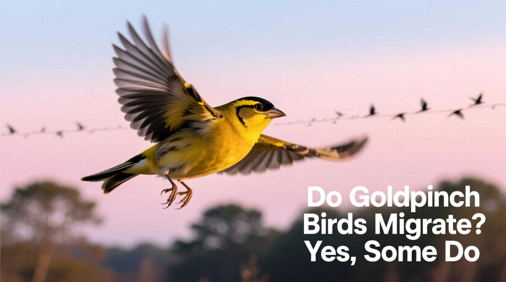 do goldfinch birds migrate