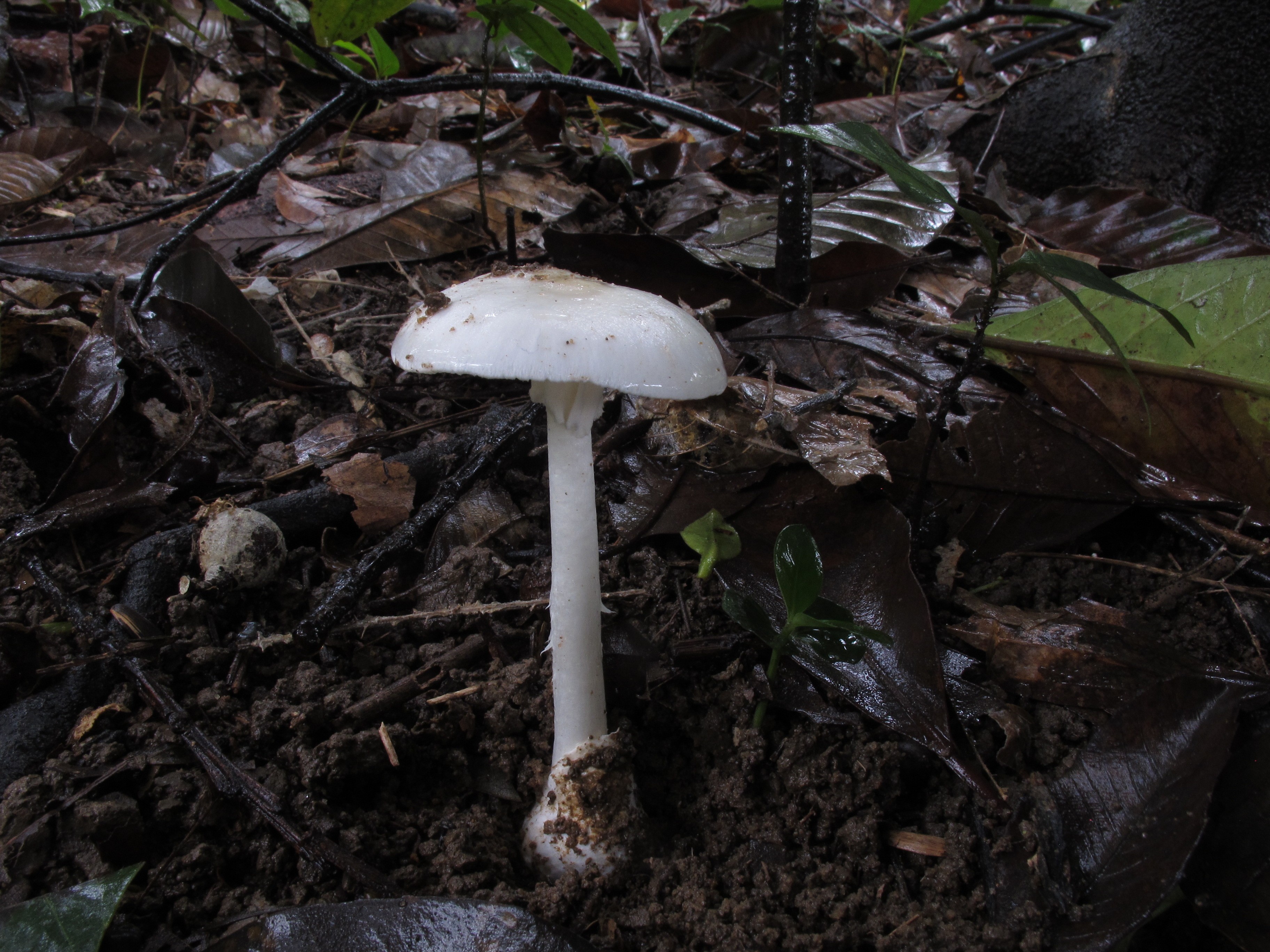Guangzhou Destroying Angel