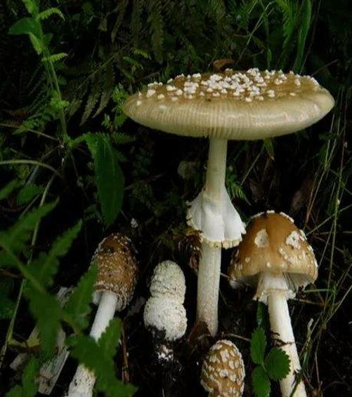 Snow Morel