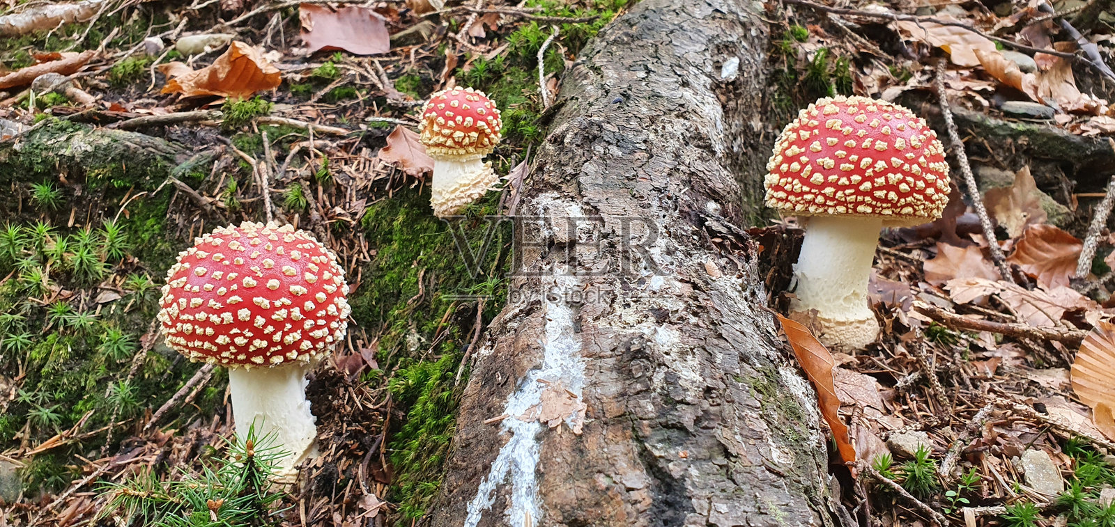 Fly Agaric