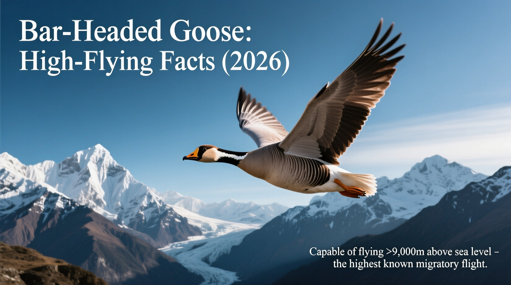 Bar-Headed Goose: High-Flying Facts (2026)