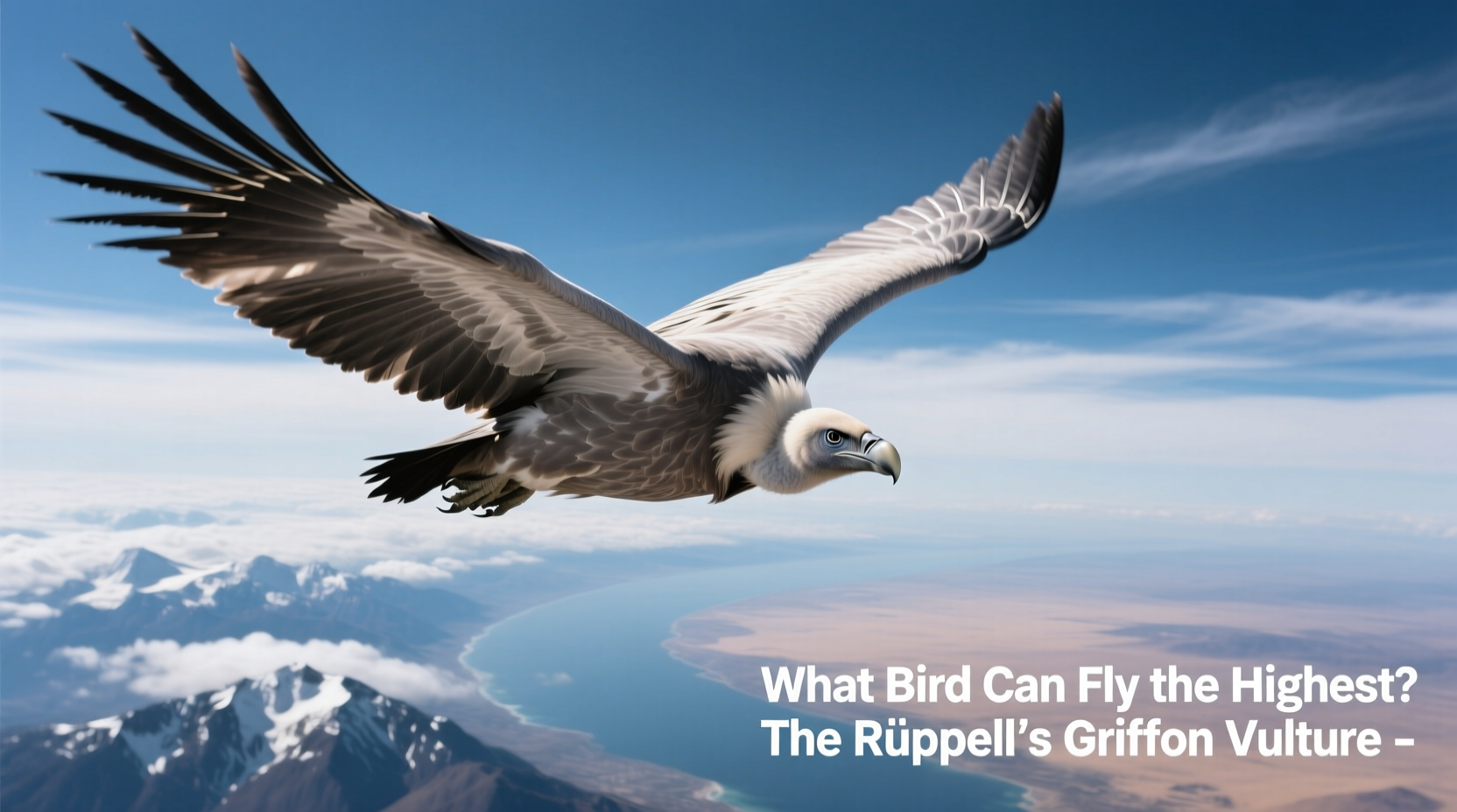 what bird can fly the highest