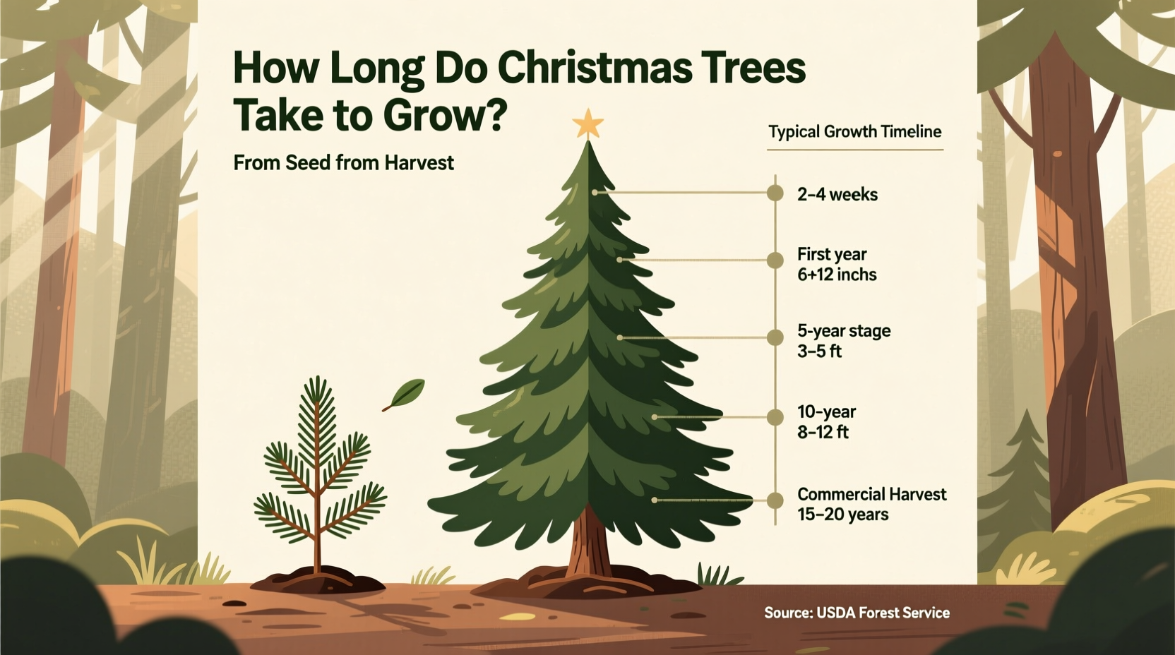 how long do christmas trees take to grow