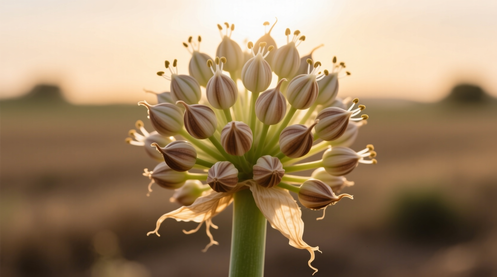 Close-up of Egyptian walking onion with mature bulbils