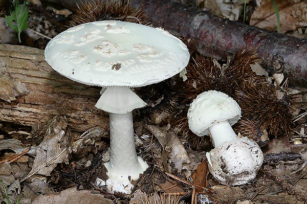 False Death Cap