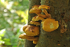 Sulphur Tuft
