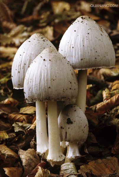 Common Ink Cap