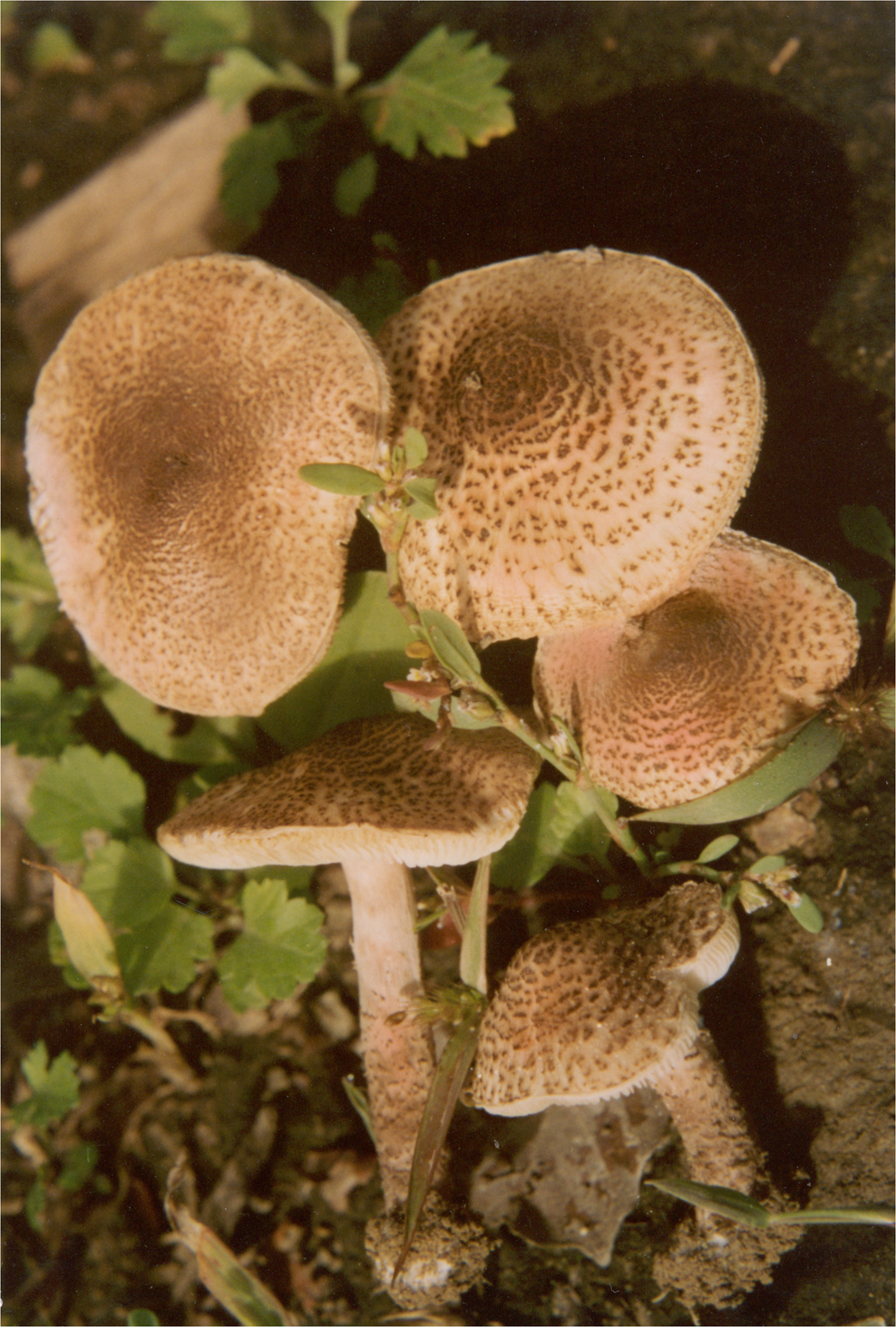Chestnut Dapperling