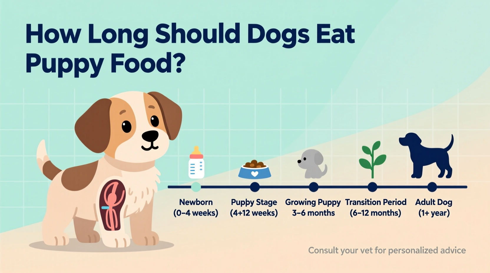 Your Dog How Long Do Puppies Eat Times A Day Schedule How Many