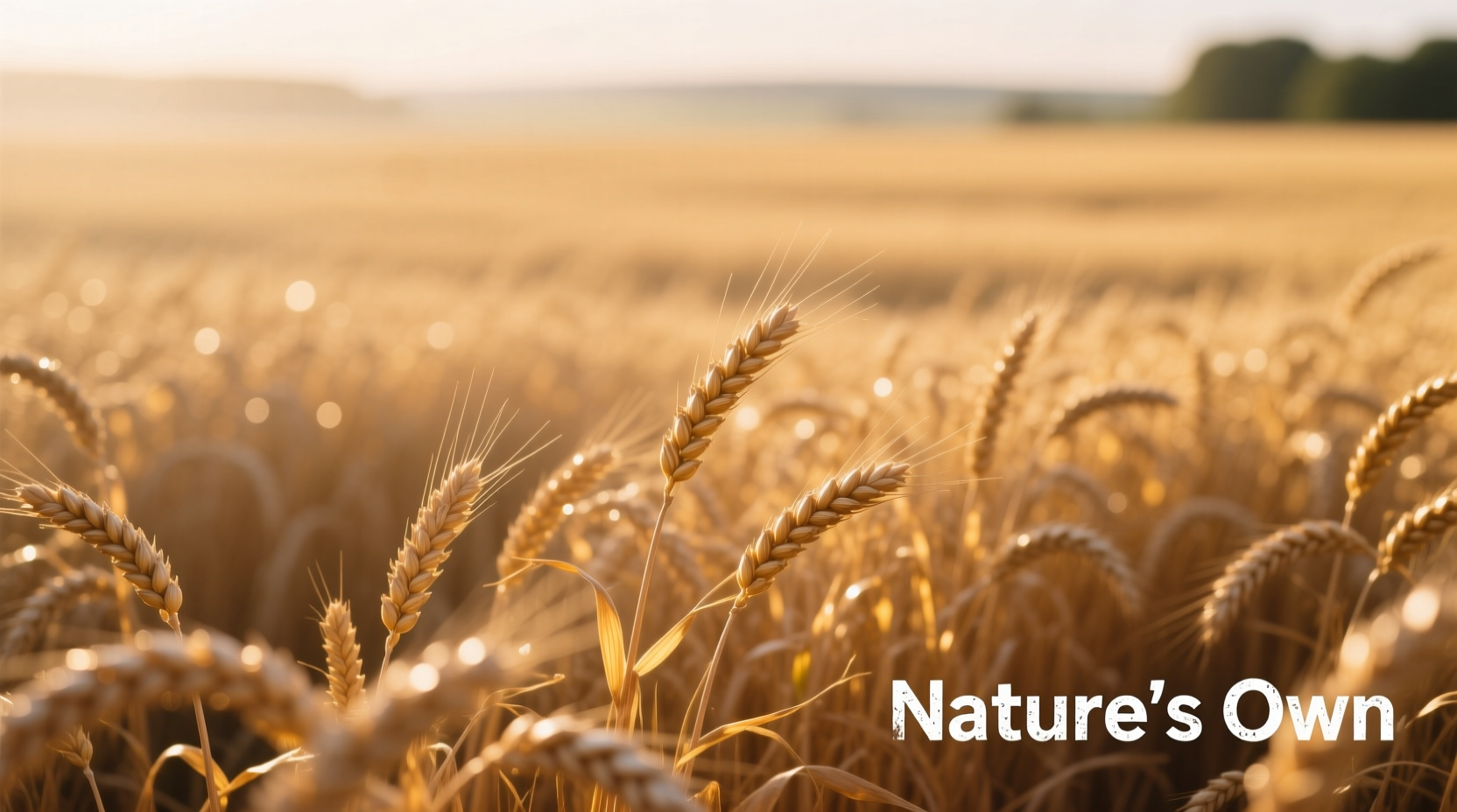 honey wheat nature s own